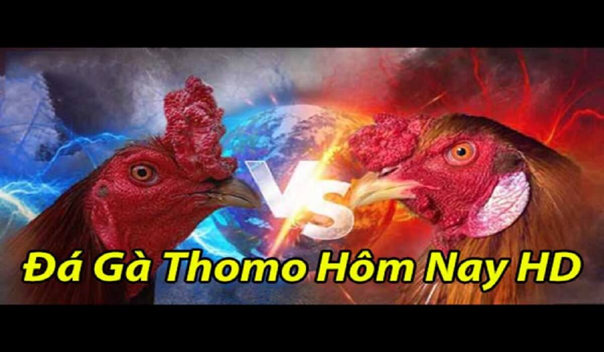 Giới thiệu về đá gà Thomo