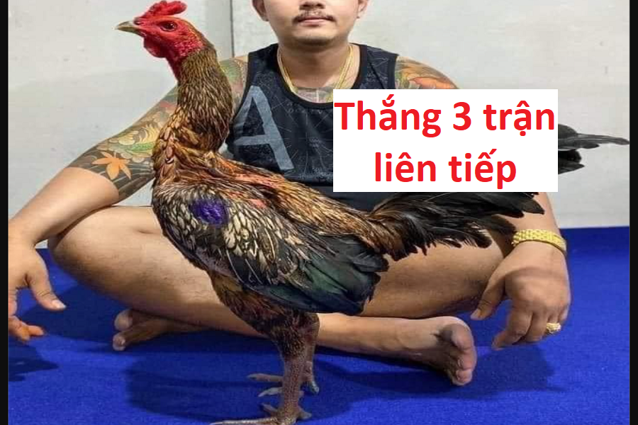 Nghiên cứu thành tích